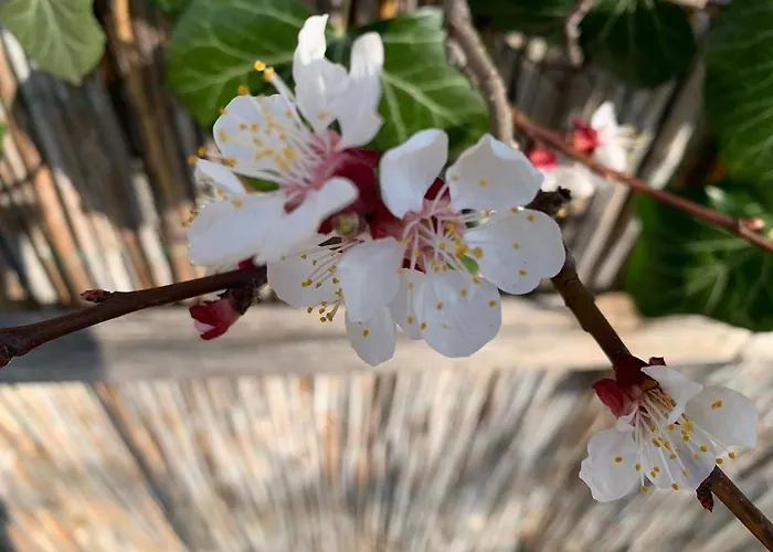 Bed & Breakfast Marillenhof Melk