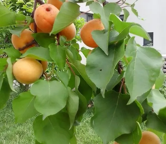 Bed & Breakfast Marillenhof